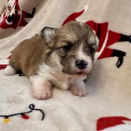 Orange Collar Boy Jingle - Red male Pembroke Welsh Corgi puppy in Paris, Kentucky from Flat Run Corgis