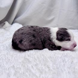 Kent - Blue merle male Toy Australian Shepherd puppy in Bly, Oregon from Apacheblus Toy Aussies