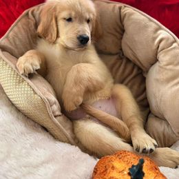 Golden Retriever Puppies from American True Golden retriever
