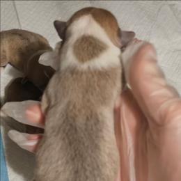 Girl 1 - Red female Pembroke Welsh Corgi puppy in Tomball, Texas from Larsen Loved Corgis