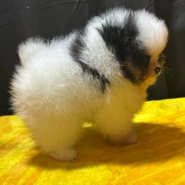 Tyson - Tri-colored male Pomeranian puppy in Waterloo, Indiana from Garcias Pomeranian