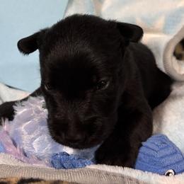 Blue collar boy - Black male Scottish Terrier puppy in Hastings, Nebraska from D & J SCOTTIES AND CAIRNS & Miniature Long haired Dachshunds