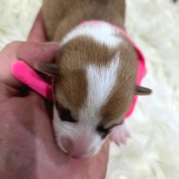 Pink Female - Red female Pembroke Welsh Corgi puppy in Wayne City, Illinois from Lash Livestock & Corgis