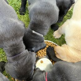 Labrador Retriever Puppies from Hunter’s Moon Retrievers