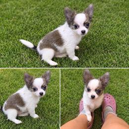 Chihuahua puppies from SD Bullies