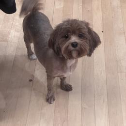 Scarlett - Red female Havanese puppy in Chaska, Minnesota from Happy Paws Havanese