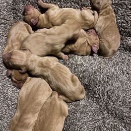 Vizsla Puppies from Kayla Peters' Vizslas