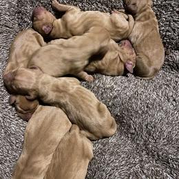 Vizsla Puppies from Kayla Peters' Vizslas