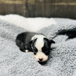 Luca - Black tri male Toy Australian Shepherd puppy in Garvin, Oklahoma from Hochatown Awesome Aussies