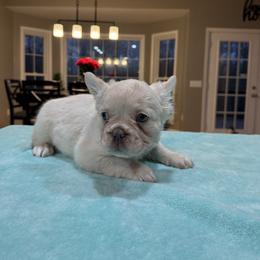 Girl 1 - White female French Bulldog puppy in Gainesboro, Tennessee from Rae Ceja