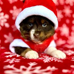 Peaches rtf - Miniature Australian Shepherd puppy in Buchanan, Georgia from Stanleyville Farm Mini Aussies