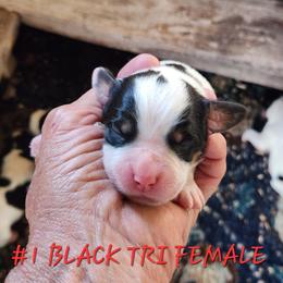 Sally - Black white and tan female English Springer Spaniel puppy in Craig, Nebraska from Fur & Feathers Kennel