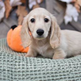 Mario (Orange) - Cream Dachshund puppy in Visalia, California from Paradachs Kennels