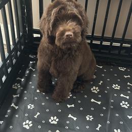 Poochie - Chocolate male Australian Labradoodle puppy in Morristown, New Jersey from English Manor Labradoodles