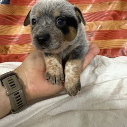 Liberty Belle - Blue female Australian Cattle Dog puppy in Lynd, Minnesota from Diamond Falls Cattle Dogs