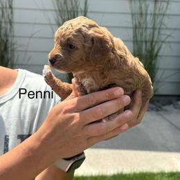 Poodle Puppies from Sarah Lobbestael