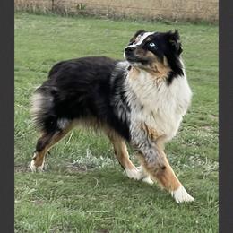 Cinch - Miniature Australian Shepherd