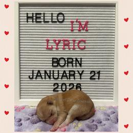 Lyric - Red and white female Pomsky puppy in Marshall, Minnesota from Miles of Smiles Pomskies