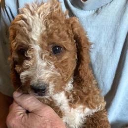 Tahoe - Apricot male Goldendoodle puppy in Churchill County Fallon, Nevada from Card Family Ranch