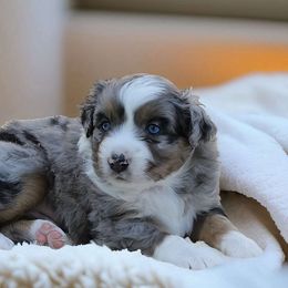 Bob (tomato) - Blue merle Miniature Australian Shepherd puppy in Viking, Minnesota from Son Shine Farm