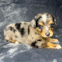 Boy 2 - Blue merle male Toy Australian Shepherd puppy in Alabama from SBA Aussies