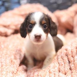 Jordan - Piebald male Dachshund puppy in Eaton, Ohio from Miniature Alphas Dachshunds