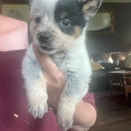 Boy 3 - Blue male Australian Cattle Dog puppy in Norton, Ohio from Australian Cattle Dog Company