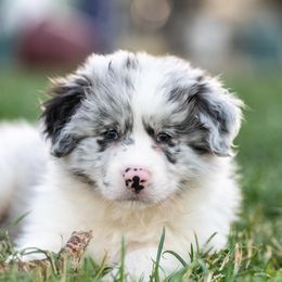 Wonton - Blue merle male Border Collie puppy in Paso Robles, California from Poindexter Border Collies