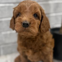 Sunny - Blue Collar Boy - Red  male Goldendoodle puppy in Pleasant Hill, Iowa from Harvest Creek