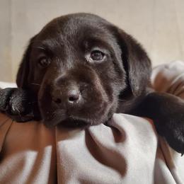Dilute Retriever Puppies from Wayalife Labradors