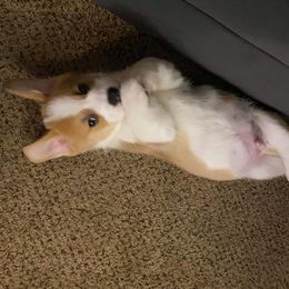Pembroke Welsh Corgi Puppies from Potter Farm Corgis