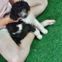 Black collar - Parti female Poodle puppy in Hernando, Florida from Loveablepoodles