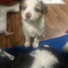 Golden - Red merle male Miniature Australian Shepherd puppy in Interlachen, Florida from Lucky Bones Miniature Australian Shepherds