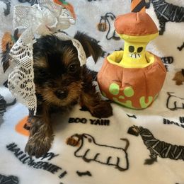 Angel - Black and tan female Yorkshire Terrier puppy in Paris, Tennessee from Nolan’s Yorkie Farm