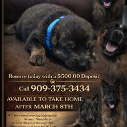 German Shepherd Puppies from Brooks High Quality Breeders