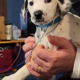 Dalmatian Puppies from Delaney's Dalmatians