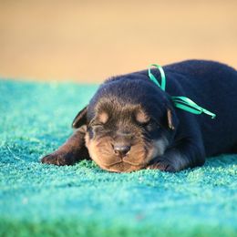 Boy 4 - Black and mahogany male Rottweiler puppy in Uniontown, Alabama from CedarBluff Rottweilers