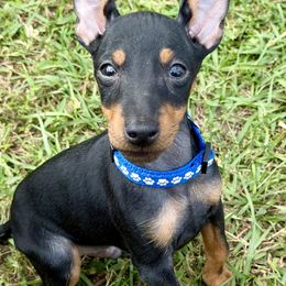 Boy 1 - male Manchester Terrier puppy in Tampa, Florida from Belev Itornot Manchester Terriers