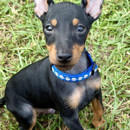 Boy 1 - male Manchester Terrier puppy in Tampa, Florida from Belev Itornot Manchester Terriers