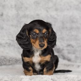 Dachshunds from Delightful Doxies