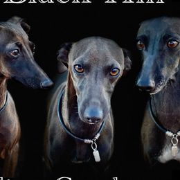 Italian Greyhounds from Black Hill Italian Greyhounds