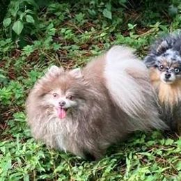 Pomeranians from Yielding’s Impressive Precious Pomeranians