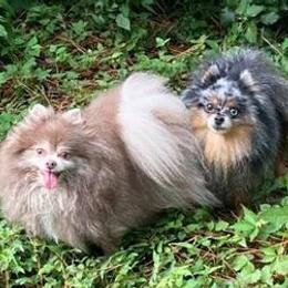 Pomeranians from Yielding’s Impressive Precious Pomeranians