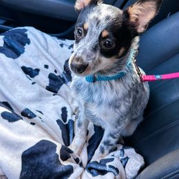 Buckle Bunny - Blue mottled female Australian Cattle Dog puppy in Kalispell, Montana from BTR Australian Cattle Dogs