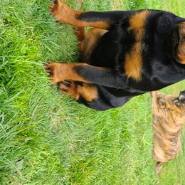 Rottweiler Puppies from Titanenheim Rottweilers