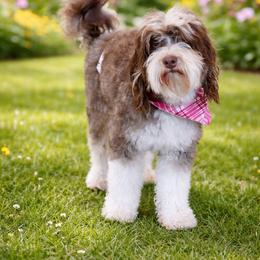 Theodore - Bernedoodle