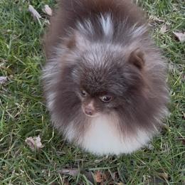 BAM BAM - Pomeranian