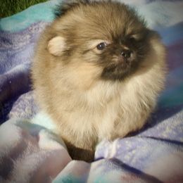 Tank - Orange sable male Pomeranian puppy in Sherman, Texas from Wynter Wonderland Poms