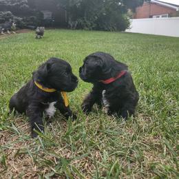Miniature Schnauzer Puppies from Shenandoah Schnauzers