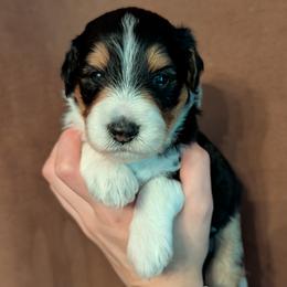 Star - Black tri-color female Aussiedoodle puppy in New Durham, New Hampshire from Ridgeview Aussiedoodles